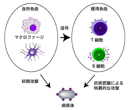 自然免疫と獲得免疫のイメージ。自然免疫は、マクロファージなどにより、病原体に対して初期防御を行う。一方、獲得免疫は、B細胞やT細胞などのリンパ球により、一度侵入した病原体を認識し、排除する。（理化学研究所の発表資料より）