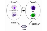 自然免疫と獲得免疫のイメージ。自然免疫は、マクロファージなどにより、病原体に対して初期防御を行う。一方、獲得免疫は、B細胞やT細胞などのリンパ球により、一度侵入した病原体を認識し、排除する。（理化学研究所の発表資料より）