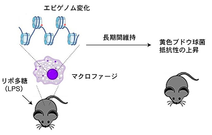 今回の研究成果をまとめた図。自然免疫には記憶が存在し、病原体感染によるエピゲノム変化の持続がそのメカニズムだった。（理化学研究所の発表資料より）