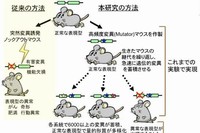 今回の研究手法の概要を示す図。通常では解析が困難な哺乳類の進化過程を直接的に捉えるため、変異率を上げた（Mutator）マウスを用いた長期間の継代実験に取り組んでいる。各系統には、世代経過とともに、自然選択を受けながら数多くの変異が蓄積されていく。（大阪大学の発表資料より）