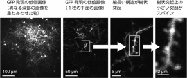 マーモセット大脳皮質のスパイン画像。共同研究グループが開発した手法でマーモセットの大脳皮質のスパインを観察したところ、樹状突起の構造に加えて、樹状突起上の小さな突起であるスパインまで鮮明に可視化できた。（理化学研究所の発表資料より）