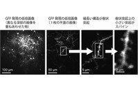 マーモセット大脳皮質のスパイン画像。共同研究グループが開発した手法でマーモセットの大脳皮質のスパインを観察したところ、樹状突起の構造に加えて、樹状突起上の小さな突起であるスパインまで鮮明に可視化できた。（理化学研究所の発表資料より）