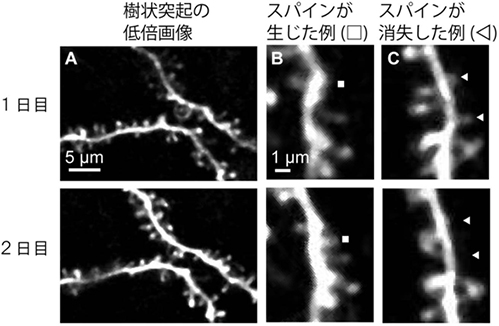 マーモセット大脳皮質のスパインの経時的変化。開発した手法でマーモセット大脳皮質のスパインの経時的なイメージングを行った。1日目と2日目の画像を比較すると図中の□部にはあらたなスパインが発生し、△部ではスパインが消失したことが分かる。（理化学研究所の発表資料より）