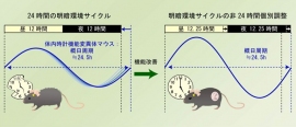 体内時計の概日リズムを制御する遺伝子を欠損させ、概日リズムが24.5時間となったマウスは、早期に性周期不整や不妊を起こしたが、24.5時間の概日リズムに調和させた明暗環境に置くと、性周期不整が改善し、妊娠成功率が劇的に上昇した。（大阪大学の発表資料より）
