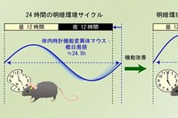 体内時計の概日リズムを制御する遺伝子を欠損させ、概日リズムが24.5時間となったマウスは、早期に性周期不整や不妊を起こしたが、24.5時間の概日リズムに調和させた明暗環境に置くと、性周期不整が改善し、妊娠成功率が劇的に上昇した。（大阪大学の発表資料より）
