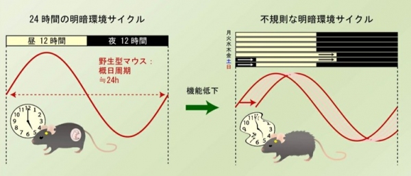 遺伝子欠損のない野生型マウスを通常妊娠出産が可能である早期加齢期（8～12か月齢）に“社会的時差ボケ”をおこした明暗環境条件下におくと、性周期不整を起こした。（大阪大学の発表資料より）