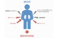 糖尿病性腎症に関る主な因子を示す図。主に一酸化窒素は増強すると腎症抑制（改善）に働き、その他は腎症進展（悪化）に寄与する。今回の研究では、長期的有酸素運動によって、一酸化窒素合成酵素が増強し、酸化ストレスと糖化ストレスは軽減することが分かった（赤字）。（東北大学の発表資料より）