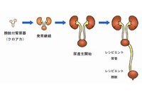 東京慈恵会医科大学の横尾隆教授らの研究グループは、ラットとクローンブタ体内で再生腎臓の尿排泄路を構築することに成功した。（東京慈恵会医科大学などの発表資料より）