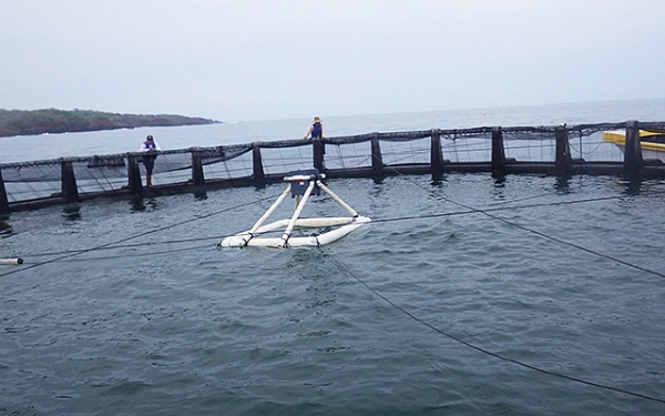 パナマ・アチョチネス沖合の海面に設置されたキハダ稚魚・幼魚飼用生簀。生簀の直径は20m。中央に見えるのは配合飼料を給餌する自動給餌機の架台。（近畿大学などの発表資料より）