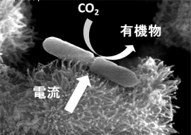 電気エネルギーを直接利用して生きる微生物として特定された「A.ferrooxidans」の顕微鏡像。電気エネルギーを使って、二酸化炭素を有機物に作り変える。（理化学研究所の発表資料より）