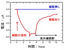 電気化学反応容器へのA.ferrooxidansの細胞添加による電流生成の確認。赤線は細胞あり、青線は細胞無しの結果を示す。細胞添加直後からマイナスの電流が上昇し、紫外線照射（黒線）後徐々に電流が減少したことが分かる。（理化学研究所の発表資料より）