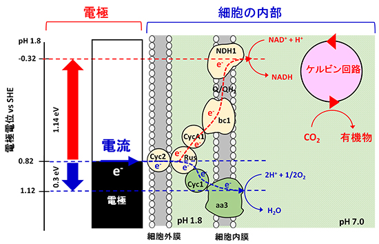 微小の電力を使って生きる生物の代謝経路を示す図。細胞内に存在する分岐型電子伝達系を昇圧回路として利用し、それによってわずか0.3Vの電位差を1.14 Vまで高め、二酸化炭素から有機物を作り出す。（理化学研究所の発表資料より）