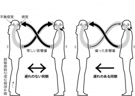 静止立位時の体動は、主に視覚・平衡感覚・筋や足底の自己受容感覚といった三つの感覚で制御されている。今回の研究では、視覚による体動制御が二者間でループすることによって遅れのない同期が実現されることがわかった。（生理学研究所の発表資料より）