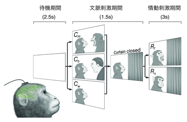 今回の研究で実施した社会的認知課題の流れを示す図。サルの目の前に置かれたスクリーンに、2.5秒の待機期間の後、文脈刺激と情動刺激が順番に流される。文脈刺激は3種類、情動刺激は2種類。文脈刺激の後半にはスクリーンの右半分がカーテンで隠される。（理化学研究所の発表資料より）