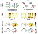抽出された2つのネットワーク構造：S1とS2。S1とS2の条件ごとの活動の強さの違い、課題時系列での周波数ごとの活動の強さ、情報密度、情報の流れを示す。条件間の活動比較では、左側にC+,右側にC-条件を示す。情報密度は色の濃いものほど情報が多く流れていることを示し、情報の流れは、情報を出している部位が赤く、受け取っている部位が青く示されている。（理化学研究所の発表資料より）