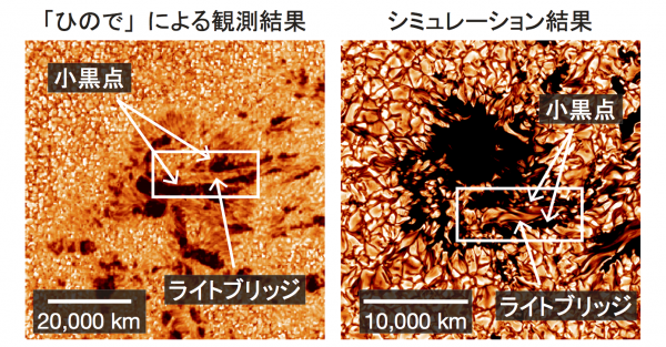 （左）「ひので」による形成中の黒点の観測。合体しつつある小黒点（暗い部分）の間に「ライトブリッジ」と呼ばれる明るく細長い構造が現れている。（右）黒点形成シミュレーションの結果。観測とよく似たライトブリッジが小黒点の間に形成されている。（国立天文台/JAXA/LMSAL/NASA） 