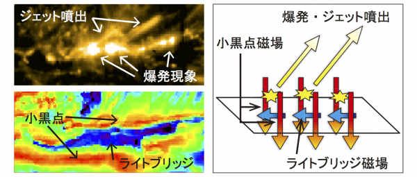 衛星観測データの解析結果。（左上）「IRIS」によるライトブリッジ上空の観測。爆発現象やジェット噴出が「磁気リコネクション」というメカニズムによって発生している。（左下）「ひので」による太陽表面の磁場観測。画像の色は磁場の向きを表しており小黒点には表面に垂直な磁場（赤色）が、ライトブリッジには水平な磁場（青色）が存在している。（右）観測結果をまとめたイラスト。ライトブリッジの水平磁場と小黒点の垂直磁場がリコネクションを起こすことで爆発やジェットが発生している。（国立天文台/JAXA/NASA） 