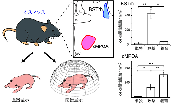 今回の研究では、攻撃行動でBSTrhが、養育行動でcMPOAがそれぞれ活性化することが示された。cMPOAは攻撃行動時にもある程度活性化するが、養育行動時ほど顕著ではない。これらの結果は、子に金網をかけて、実際に攻撃行動や養育行動ができない状況にしても基本的に同様だった（図中の結果は直接呈示群のみ）。対照群は、2時間単独でいたオスマウス（単独）。（理化学研究所の発表資料より）