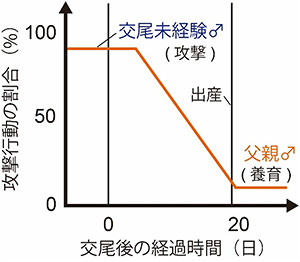 父親マウスになる際の行動変化を示す図。交尾未経験オスマウスは、高確率で子を攻撃する。しかし、交尾・共生を経てメスマウスが出産をすると、オスマウスの攻撃行動は低下し、父性養育行動をとるようになる。（理化学研究所の発表資料より）