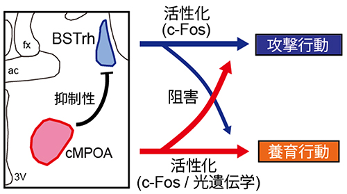 父性養育行動に関わる神経回路の概要を示す図。BSTrhは攻撃行動を促進しcMPOAは養育行動を促進するという、互いに相反する機能を持つ。cMPOAは抑制性の投射をBSTrhにのばしBSTrhの働きを抑えている。一方BSTrhもcMPOAを阻害する機能を示すが限定的であり、間接的なメカニズムであることが考えられる。（理化学研究所の発表資料より）