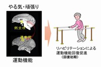 “やる気や頑張り”をつかさどる脳の領域「側坐核」が大脳皮質運動野の活動を活性化し、機能回復を促進していることが分かった。（生理学研究所の発表資料より）