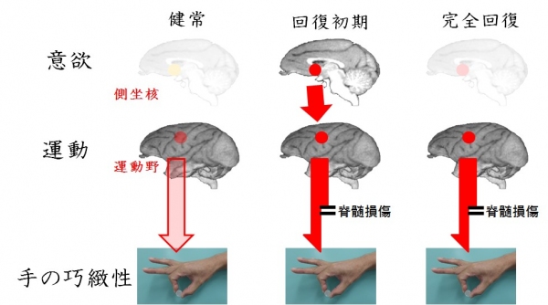 脊髄損傷後の運動機能回復初期では、側坐核によって活性化された大脳皮質運動野の活動が、手の運動機能回復を支えていることがわかった。（生理学研究所の発表資料より）