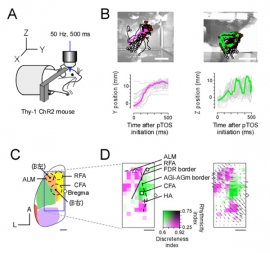 (A) 実験の模式図。オプトジェネティクスの手法により、大脳運動野にパルス状の光刺激を施し、運動パターンを誘発した。（B）光刺激によって誘発される、離散的な運動（左）とリズミカルな運動（右）の例。高速ビデオカメラを用いて撮影を行い、右前肢の軌跡を解析した。 (C) 従来のマウスの大脳皮質の領域区分。（D）本研究により新たに得られた、リズミカルな運動（緑）と離散的な運動（マジェンタ）が誘発される脳領域のマップ。リズミカルな運動が誘発される領域が散在的な運動が誘発される領域に挟まれたサンドイッチ構造が確認できる。右のマップ上の小さな矢印は、誘発された運動の上から見た時の方向と距離を示している。（基礎生物学研究所の発表資料より）