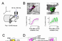 (A) 実験の模式図。オプトジェネティクスの手法により、大脳運動野にパルス状の光刺激を施し、運動パターンを誘発した。（B）光刺激によって誘発される、離散的な運動（左）とリズミカルな運動（右）の例。高速ビデオカメラを用いて撮影を行い、右前肢の軌跡を解析した。 (C) 従来のマウスの大脳皮質の領域区分。（D）本研究により新たに得られた、リズミカルな運動（緑）と離散的な運動（マジェンタ）が誘発される脳領域のマップ。リズミカルな運動が誘発される領域が散在的な運動が誘発される領域に挟まれたサンドイッチ構造が確認できる。右のマップ上の小さな矢印は、誘発された運動の上から見た時の方向と距離を示している。（基礎生物学研究所の発表資料より）