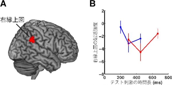 （A）fMRIデータの解析結果（実験4）。参照刺激とテスト刺激の時間長が同一だった場合に、右縁上回の賦活強度が低下することが示された。（B）右縁上回の賦活強度をテスト刺激の時間長に対してプロットしたもの。青線は300msの参照刺激が呈示された場合、赤線は450msの参照刺激が呈示された場合の、各テスト刺激の時間長に対する賦活強度を示す。参照刺激と同じ時間長のテスト刺激が呈示された場合（青線300ms、赤線450ms）に、賦活強度が低下していることが分かる。（生理学研究の発表資料より）
