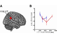 （A）fMRIデータの解析結果（実験4）。参照刺激とテスト刺激の時間長が同一だった場合に、右縁上回の賦活強度が低下することが示された。（B）右縁上回の賦活強度をテスト刺激の時間長に対してプロットしたもの。青線は300msの参照刺激が呈示された場合、赤線は450msの参照刺激が呈示された場合の、各テスト刺激の時間長に対する賦活強度を示す。参照刺激と同じ時間長のテスト刺激が呈示された場合（青線300ms、赤線450ms）に、賦活強度が低下していることが分かる。（生理学研究の発表資料より）