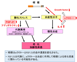 今回の研究成果の概要を示す図（大阪大学の発表資料より）