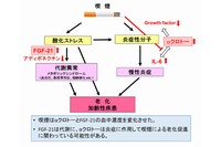 今回の研究成果の概要を示す図（大阪大学の発表資料より）