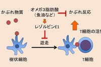 オメガ3脂肪酸の皮膚アレルギー反応抑制機構の概要を示す図（京都大学の発表資料より）