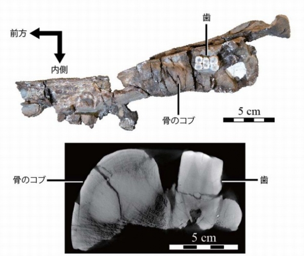 北海道から産出したヴァンダフーフィウスの右下顎標本。標本背面図（上）と標本のマイクロ CT 断層図（下） （研究グループの発表資料より）