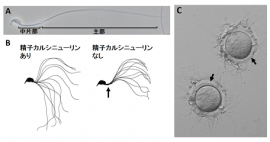 A: マウスの精子。精子尻尾は主に中片部と主部に分けられる。B: 運動中の精子尻尾の経時的変化。精子カルシニューリンを欠損した精子では、中片部（矢印）だけが屈曲しなくなる。C: 精子カルシニューリンがない精子は、卵の周りにある透明帯（矢印）に結合できるが通過できずに不妊となる。（筑波大学の発表資料より）