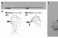 A: マウスの精子。精子尻尾は主に中片部と主部に分けられる。B: 運動中の精子尻尾の経時的変化。精子カルシニューリンを欠損した精子では、中片部（矢印）だけが屈曲しなくなる。C: 精子カルシニューリンがない精子は、卵の周りにある透明帯（矢印）に結合できるが通過できずに不妊となる。（筑波大学の発表資料より）