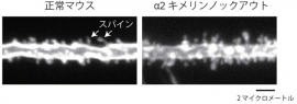 α2キメリンノックアウトマウスの海馬で、スパインの大きさと数の増大が観察された。（国立遺伝学研究所の発表資料より）