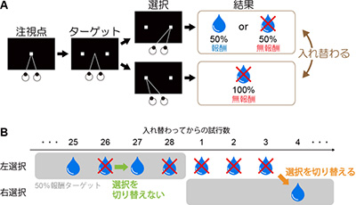 A：サルに対して行った実験の一試行の流れを示す図。サルが注視点を一定時間見ると、両脇にターゲットが呈示されます。どちらか一方のターゲットを目で見て選択すれば50％の確率で報酬が得られますが、もう一方を選んでも報酬は得られない。B：サルの行動の典型例。サルが選んだターゲットの位置とその結果（報酬or無報酬）を表す。水滴は報酬が得られたことを表し、×印が付いたものは報酬が得られなかったことを表す。（研究グループの発表資料より）