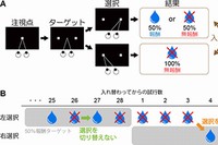 A：サルに対して行った実験の一試行の流れを示す図。サルが注視点を一定時間見ると、両脇にターゲットが呈示されます。どちらか一方のターゲットを目で見て選択すれば50％の確率で報酬が得られますが、もう一方を選んでも報酬は得られない。B：サルの行動の典型例。サルが選んだターゲットの位置とその結果（報酬or無報酬）を表す。水滴は報酬が得られたことを表し、×印が付いたものは報酬が得られなかったことを表す。（研究グループの発表資料より）