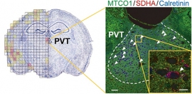 モデルマウスのうつ状態の原因脳部位を示す図。異常なミトコンドリアDNAが視床室傍核(PVT)に著しく蓄積し(左の図の赤い部分)、この部位にはミトコンドリア機能障害を持つ細胞（黄色枠内の赤く見える細胞）が多く見られた。（理化学研究所の発表資料より）