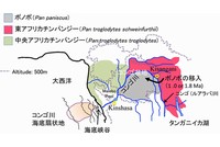 チンパンジー属の分布とボノボの移入経路を示す図（京都大学の発表資料より）