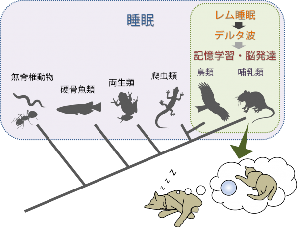 今回の研究成果の概念を示す図。哺乳類・鳥類に固有の記憶学習・脳発達のメカニズムとして、レム睡眠によるデルタ波の誘導という現象が明らかとなった。（筑波大学の発表資料より）