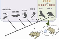 今回の研究成果の概念を示す図。哺乳類・鳥類に固有の記憶学習・脳発達のメカニズムとして、レム睡眠によるデルタ波の誘導という現象が明らかとなった。（筑波大学の発表資料より）