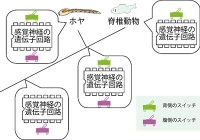 感覚神経の進化を示すモデル図。脊椎動物は、感覚神経をつくる遺伝子回路を再利用しながらも、新しい作動スイッチにあたる機構を獲得して新しい場所で感覚神経を作るように進化したと考えられる。（京都大学の発表資料より）