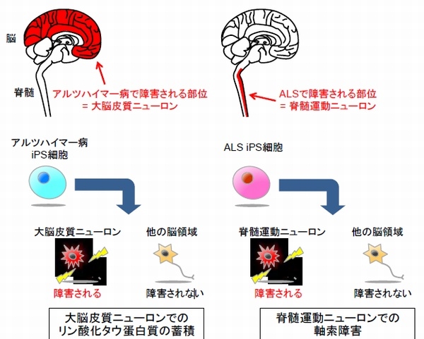 今回の研究成果の概略を示す図（慶應義塾大学の発表資料より）