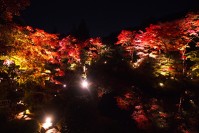 世界遺産・日光山輪王寺「逍遥園」の紅葉ライトアップ - 一足先にベストシーズン到来