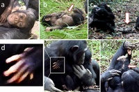 京都大学の松本卓也博士後期課程学生らの研究グループが発見した、先天的障害のあるチンパンジーの赤ん坊。（a）口が半開きであることが多い（9月齢時）、（b）お腹に腫瘍がある（11月齢時）、（c）母親の毛づくろい時、地面に置かれる（6月齢時）、（d）左手に6本指がある（浮遊型の多指症）（10月齢時）、（e）姉から世話を受ける（10月齢時）、（f）背中の毛が一部禿げている（10月齢時）（京都大学の発表資料より）