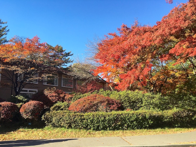 長野県の軽井沢は避暑地として、昔からつとに有名だが、紅葉もまた素晴らしいのをご存知だろうか。軽井沢は通年リゾートへと変化しているのだ。