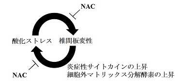 椎間板変性のモデルラットにNACを継続的に経口投与したところ、椎間板変性が抑制され、椎間板で炎症性サイトカインや細胞外マトリックス分解酵素などの発現も抑制されていることが分かった。（図：慶應義塾大学の発表資料より）