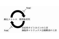 椎間板変性のモデルラットにNACを継続的に経口投与したところ、椎間板変性が抑制され、椎間板で炎症性サイトカインや細胞外マトリックス分解酵素などの発現も抑制されていることが分かった。（図：慶應義塾大学の発表資料より）